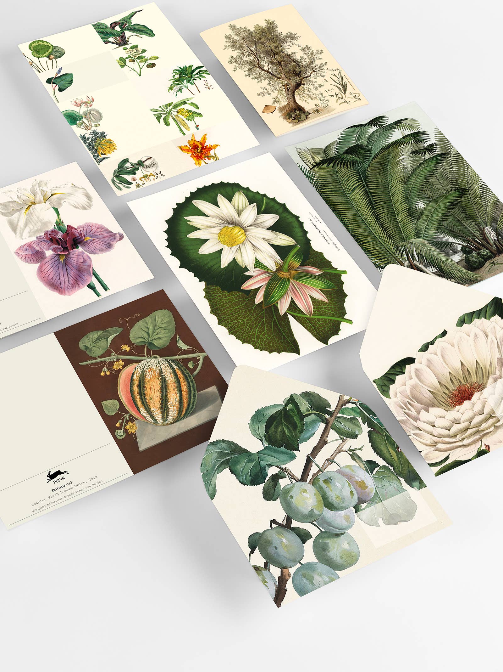 Botanical Correspondence Set