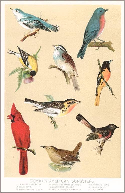 Common American Songbirds Postcard