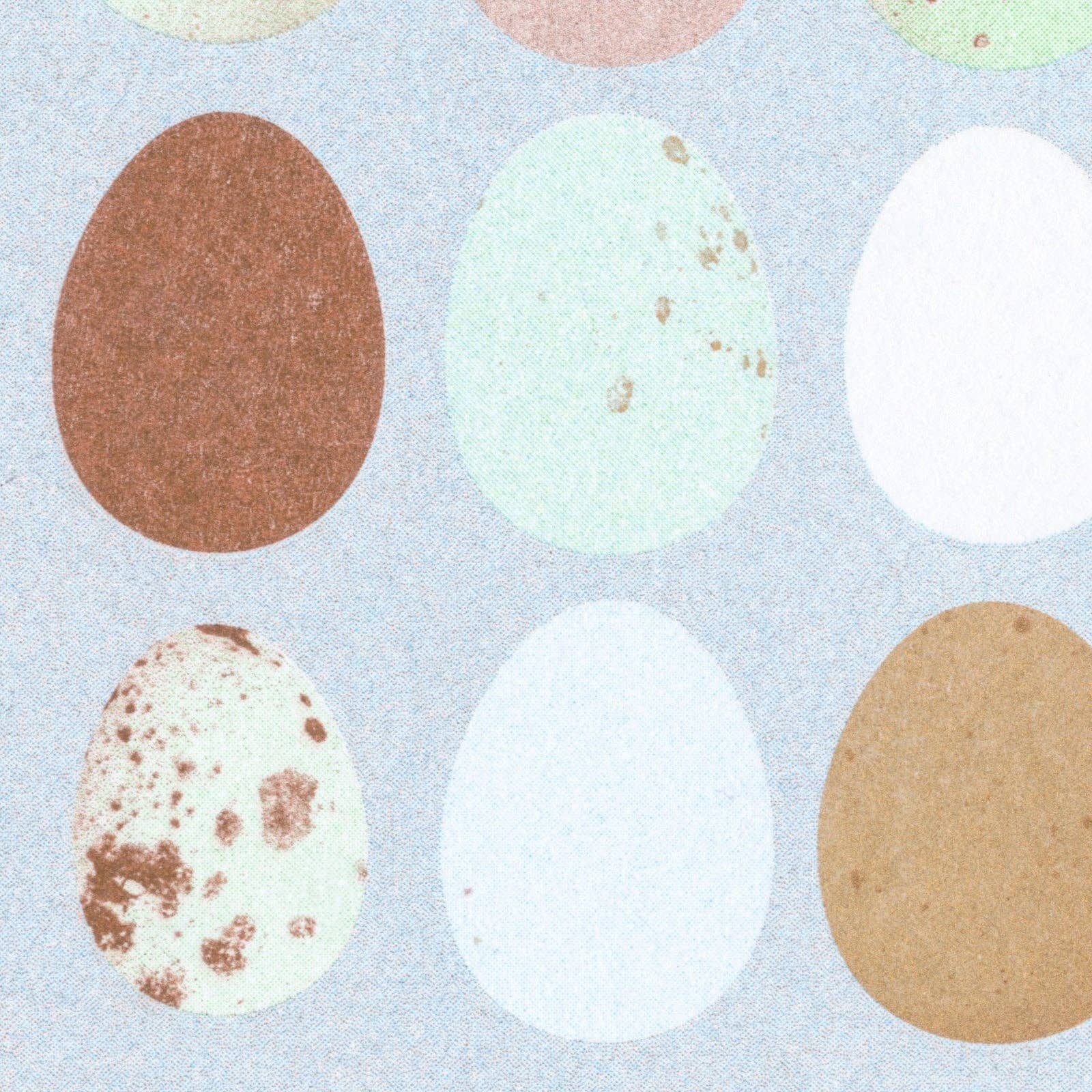 Eggs Nature Postcard