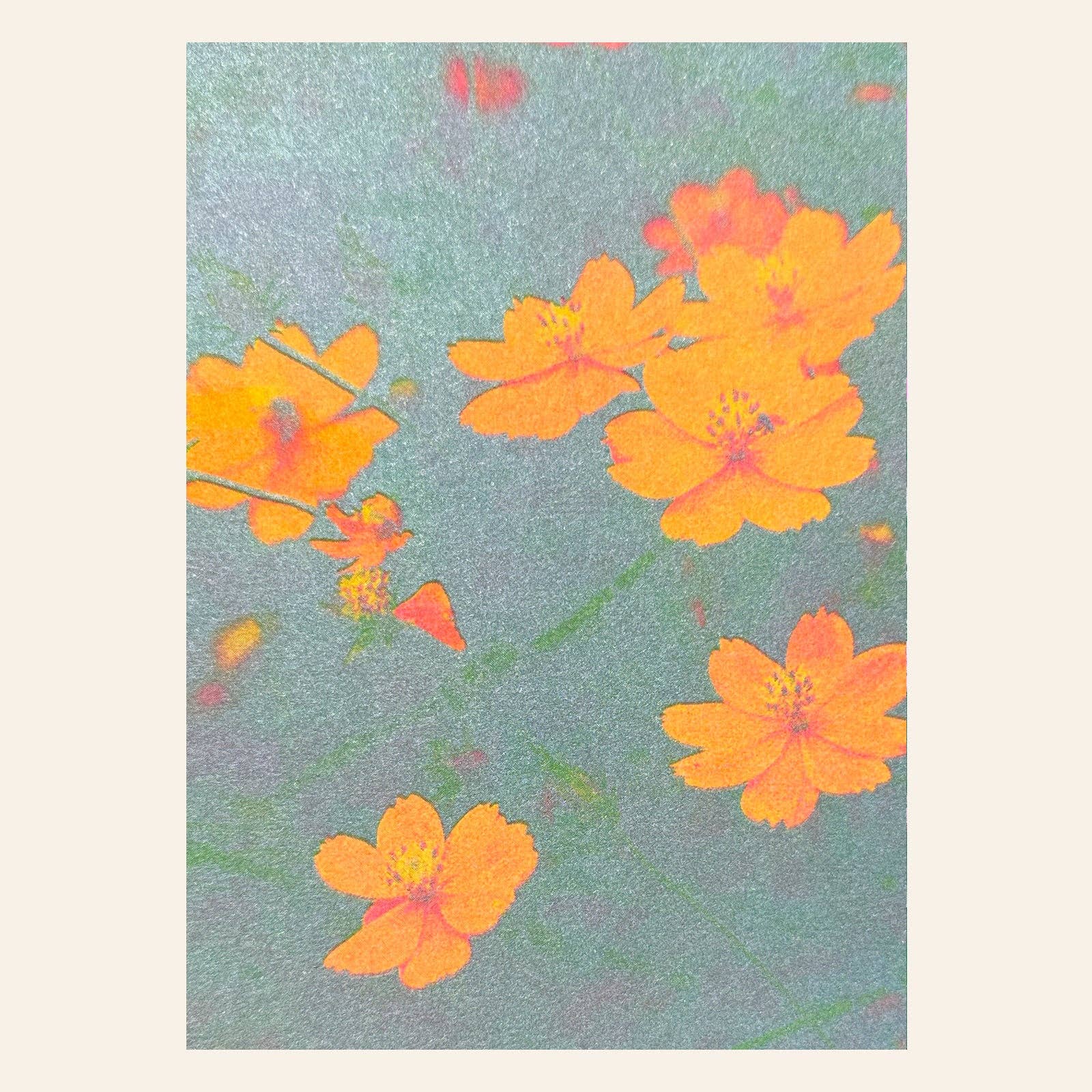 Cosmos Postcard