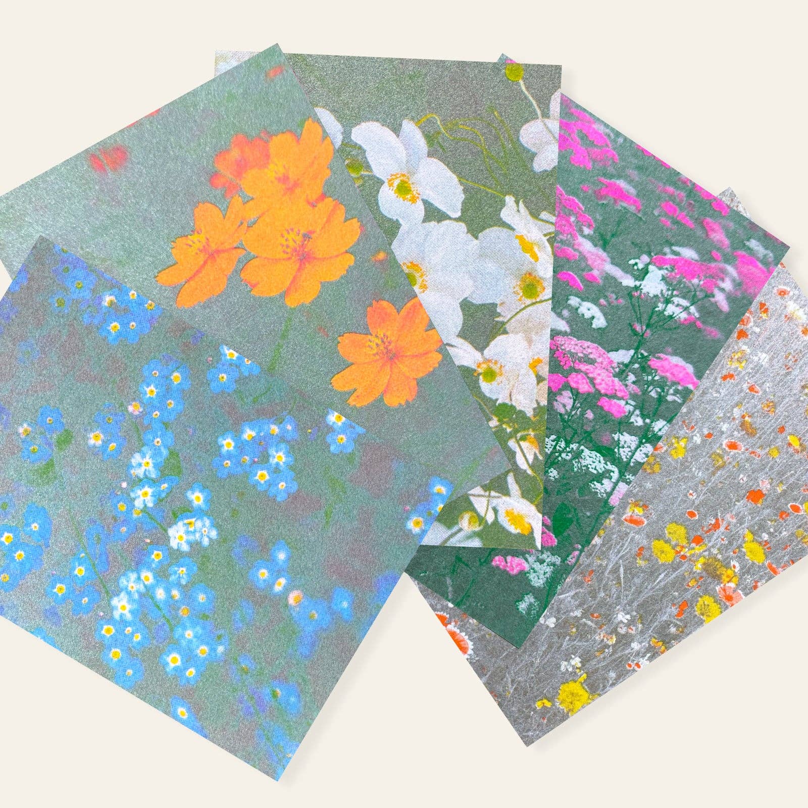 White Anemones Postcard