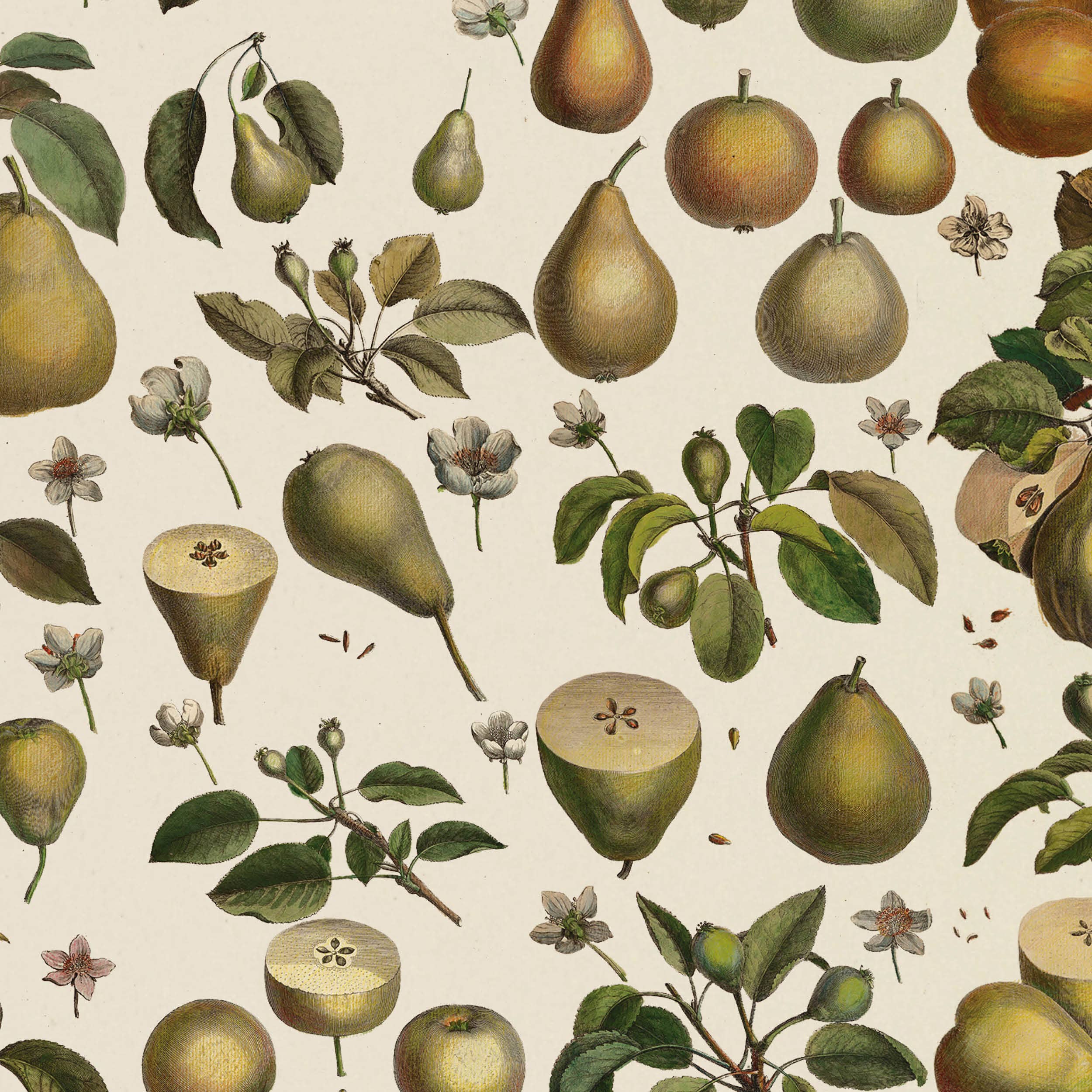Pears Poster Wrap