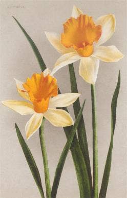 Daffodils Postcard