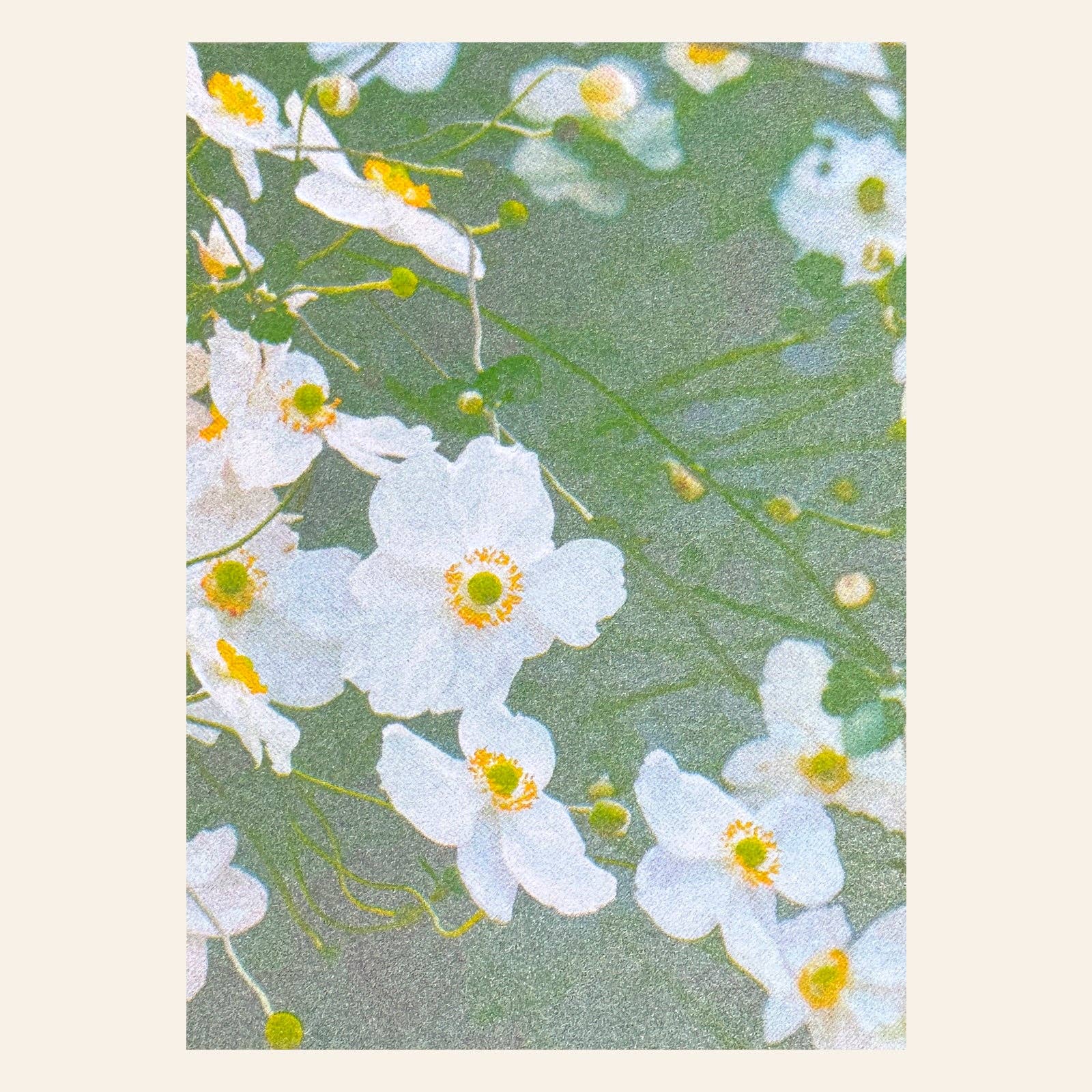 White Anemones Postcard