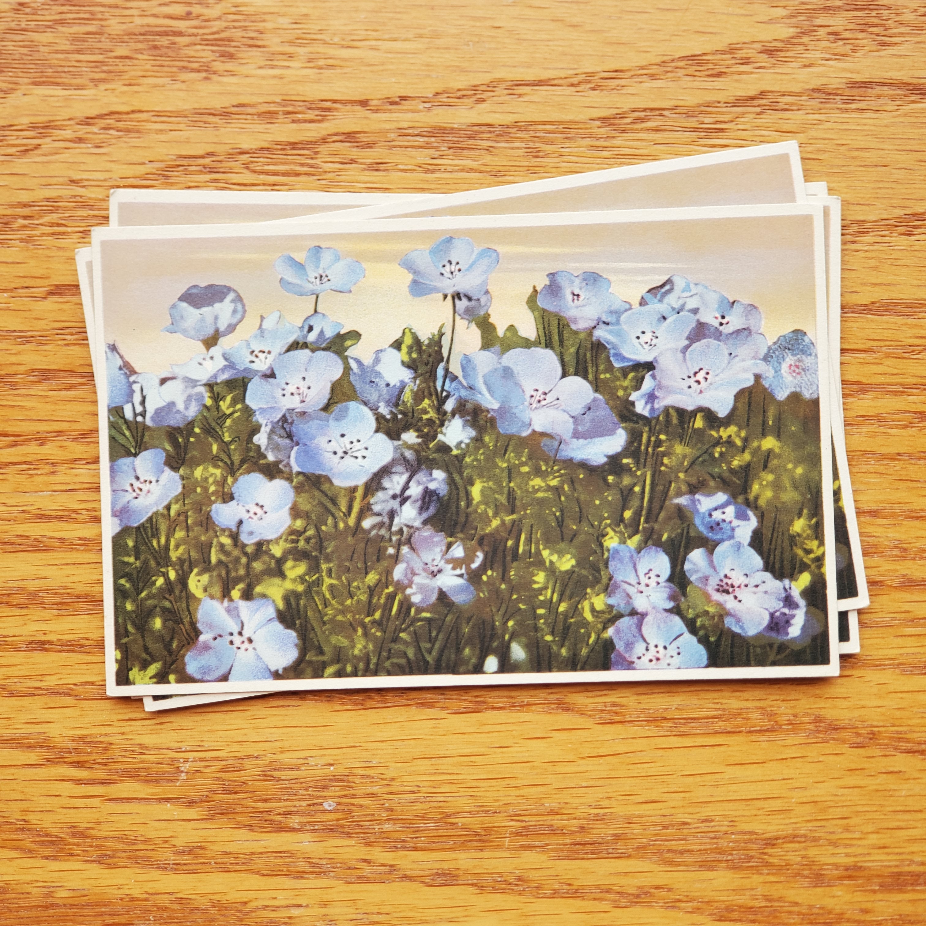 Floral Vintage E.D.B. Postcards