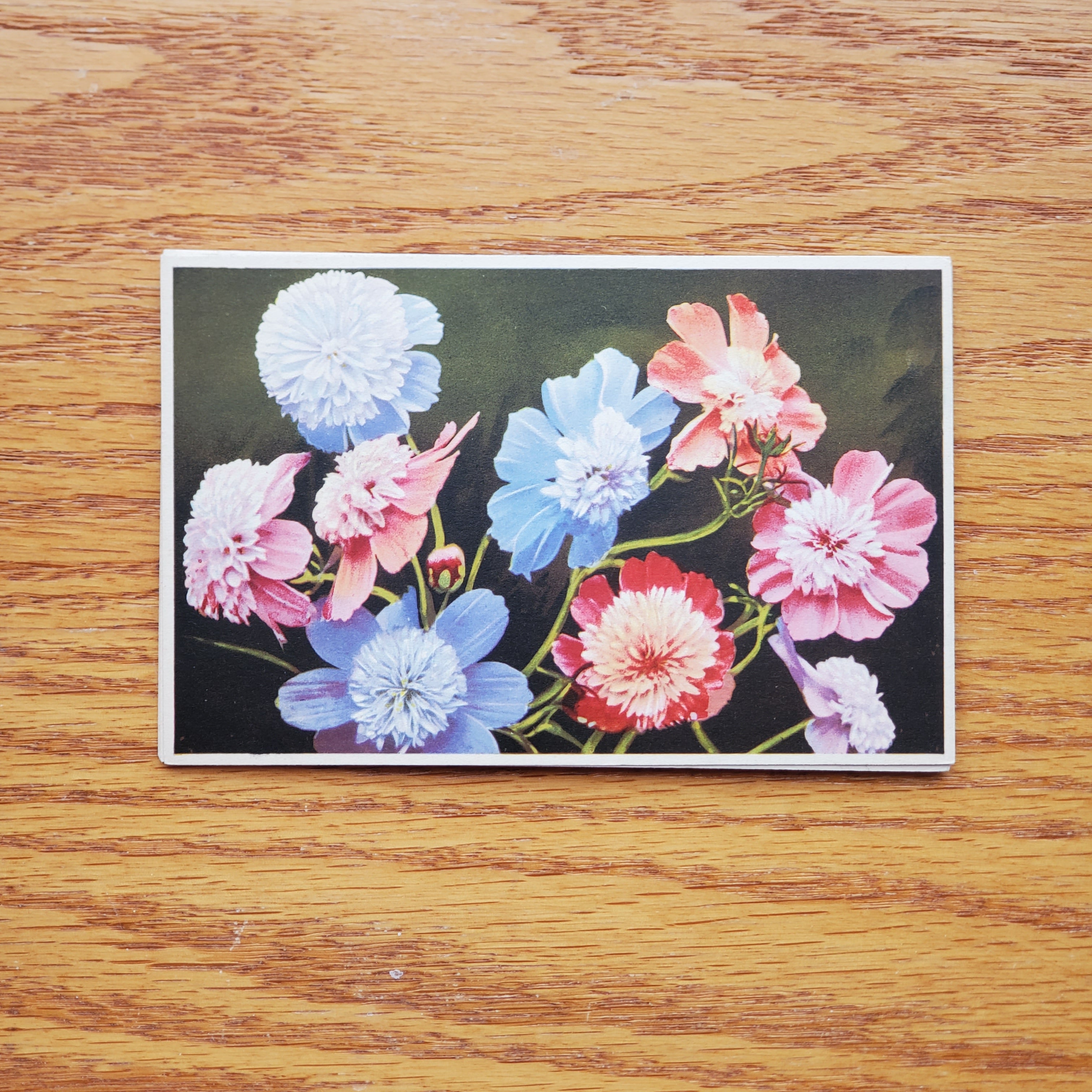 Floral Vintage E.D.B. Postcards