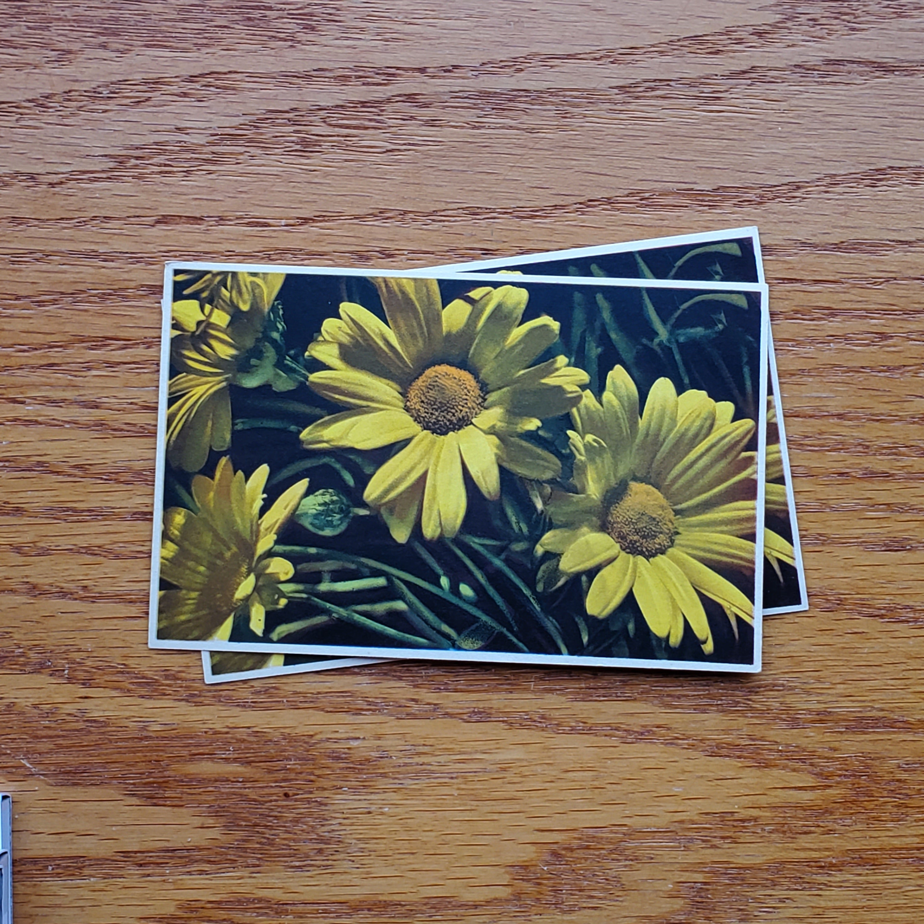 Floral Vintage E.D.B. Postcards