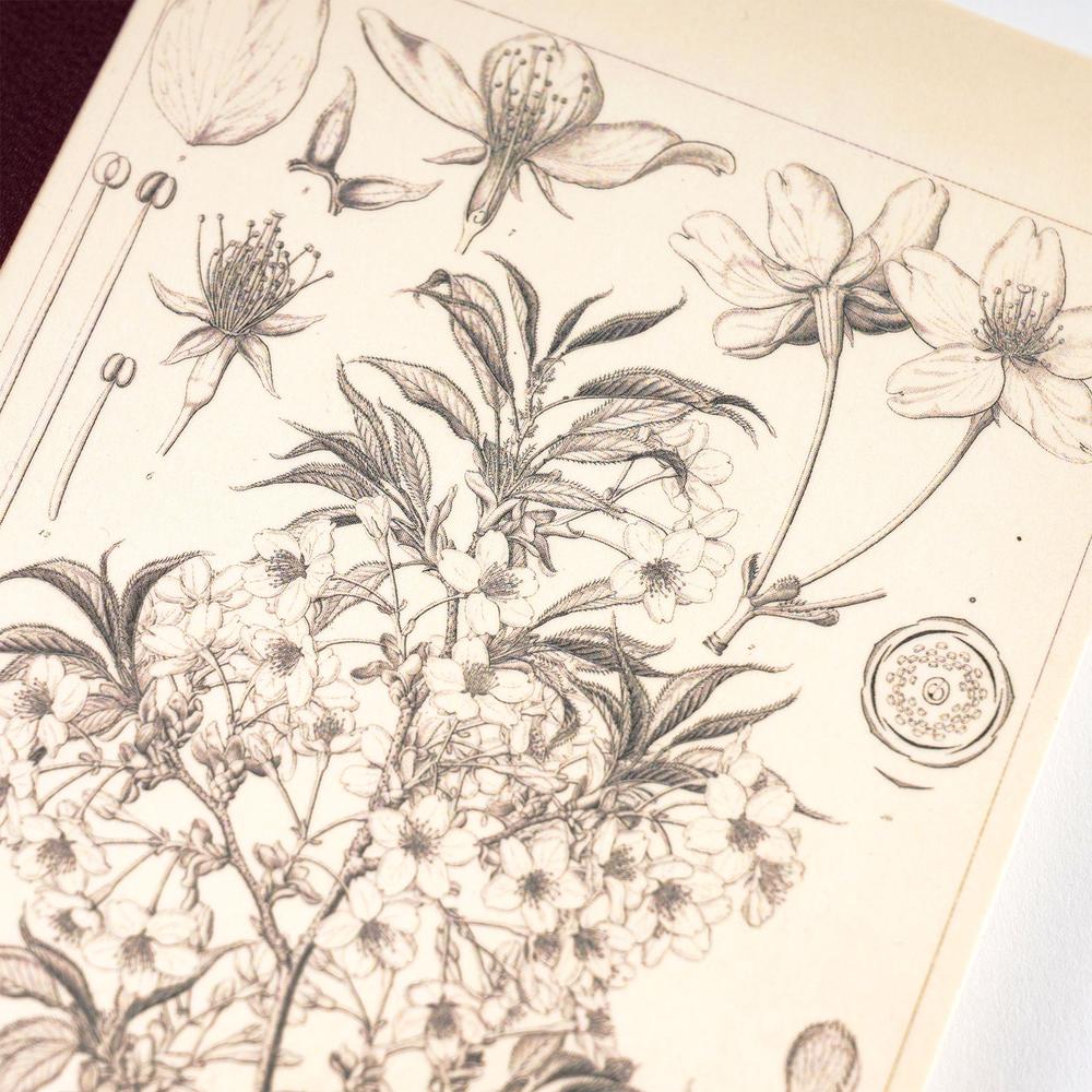 Hobonichi Techo / Tomitaro Makino: Hobonichi Graph Notebook (A6) - Yamazakura