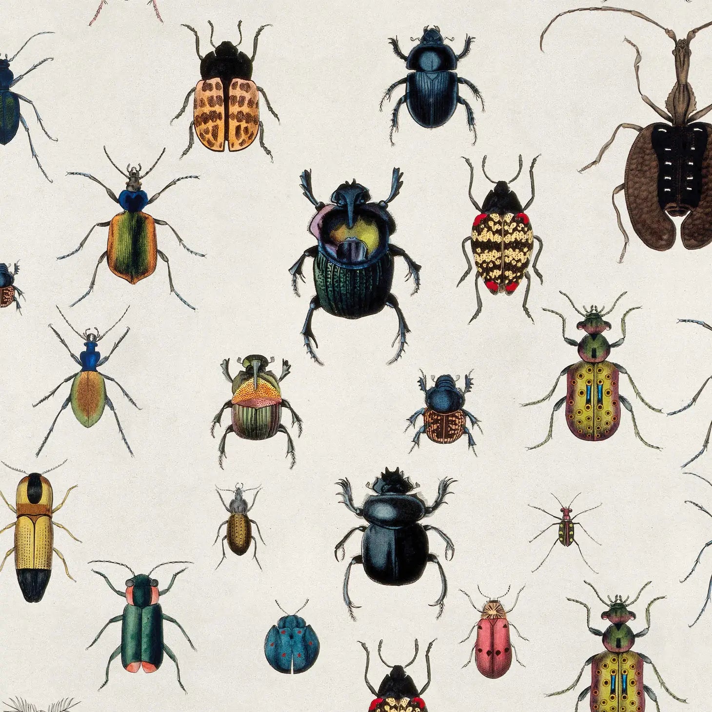 Bugs Gift Wrap
