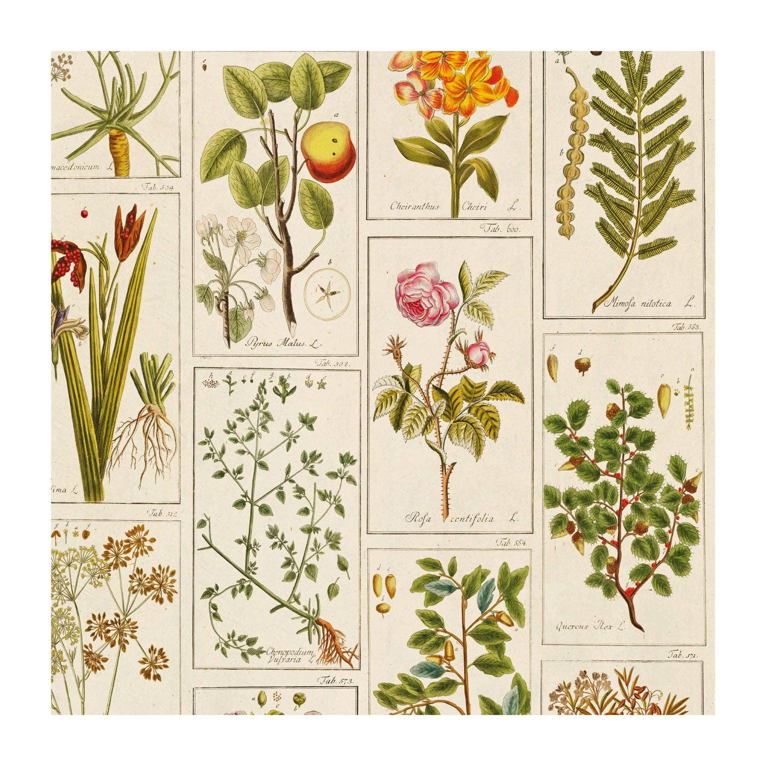 Medicinal Plants Gift Wrap