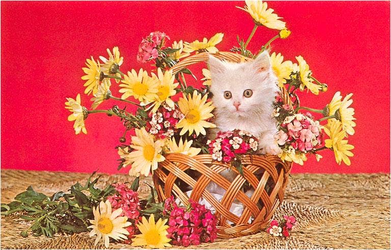 White Kitten in Basket of Daisies Postcard