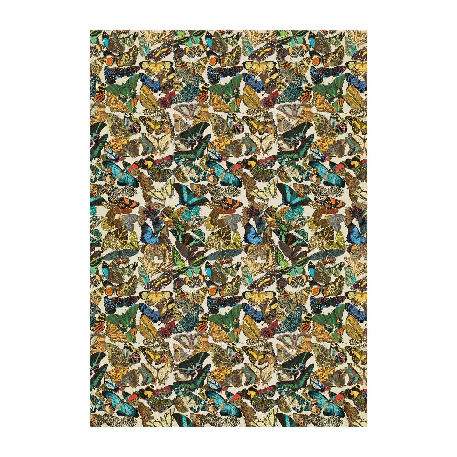 Butterflies Gift Wrap