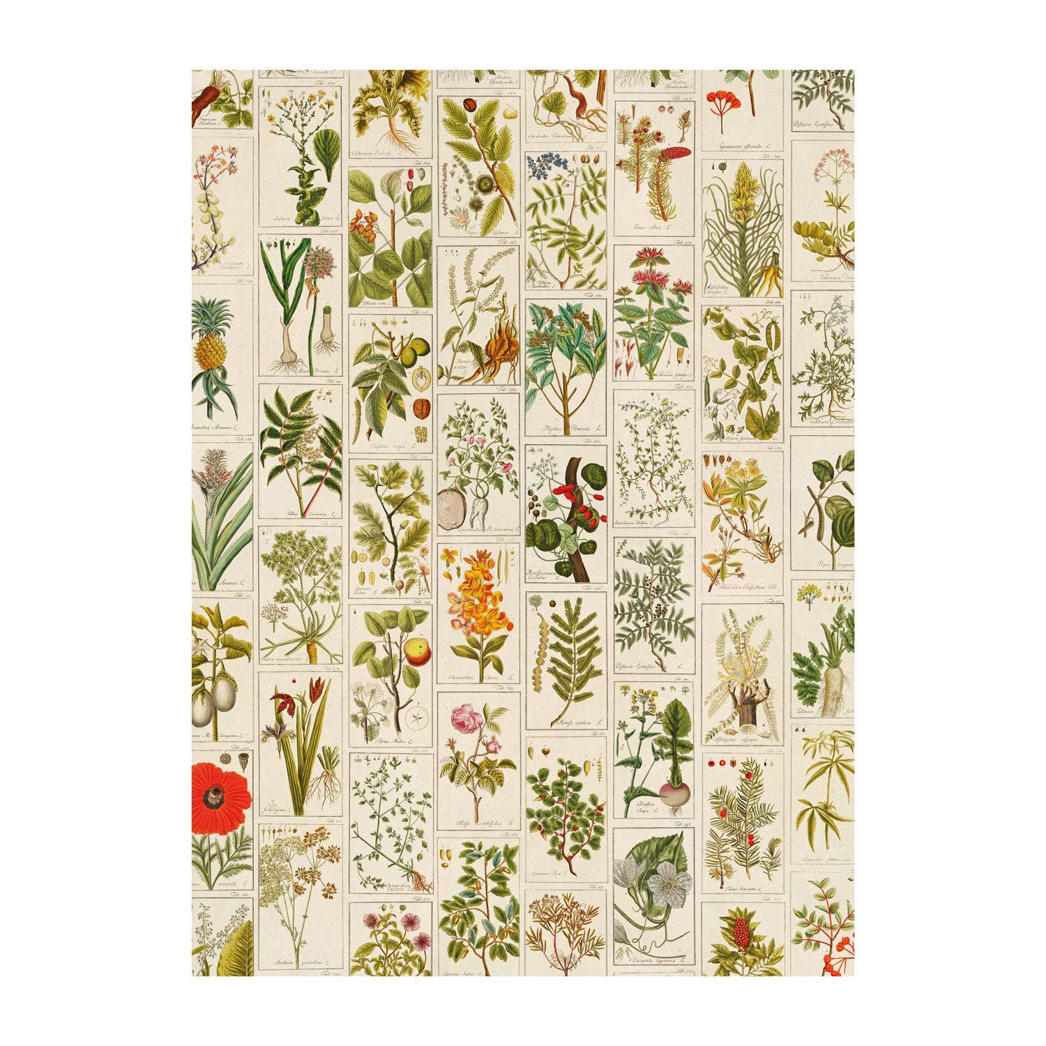 Medicinal Plants Gift Wrap