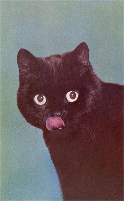 Black Cat postcard