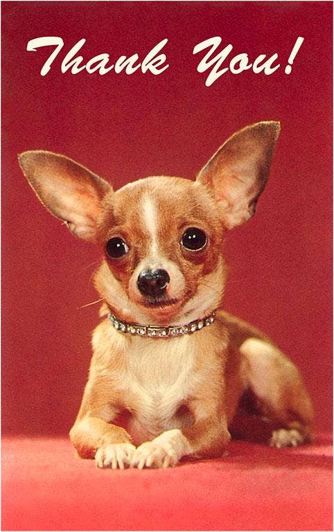 Thank You Chihuahua Postcard