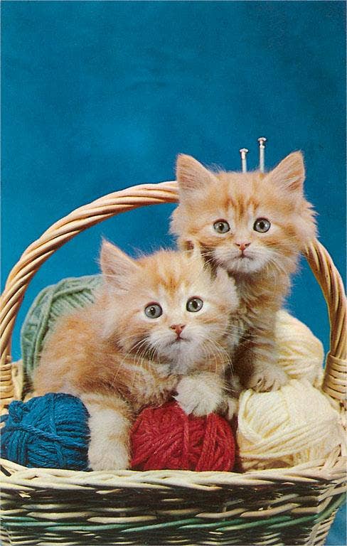 Kittens in Yarn Basket Postcard