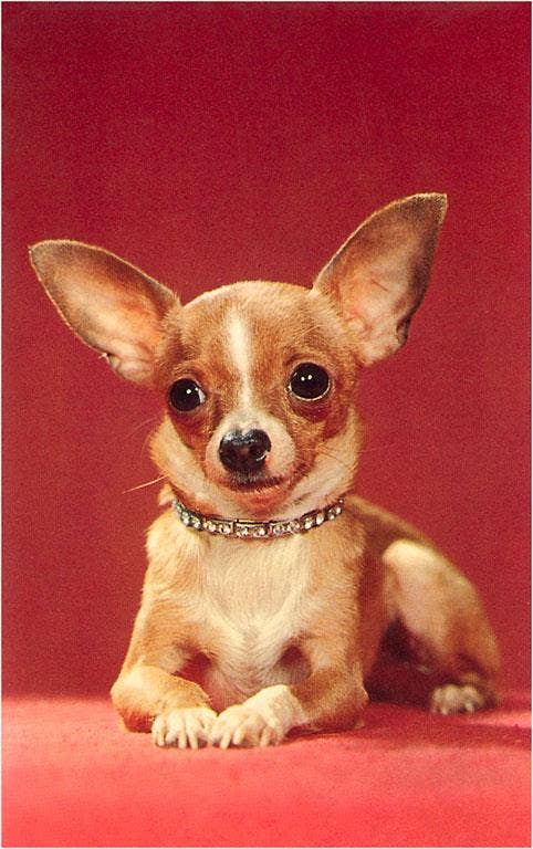 Chihuahua Postcard