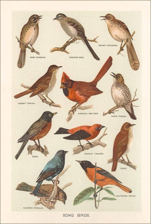 Songbirds Postcard