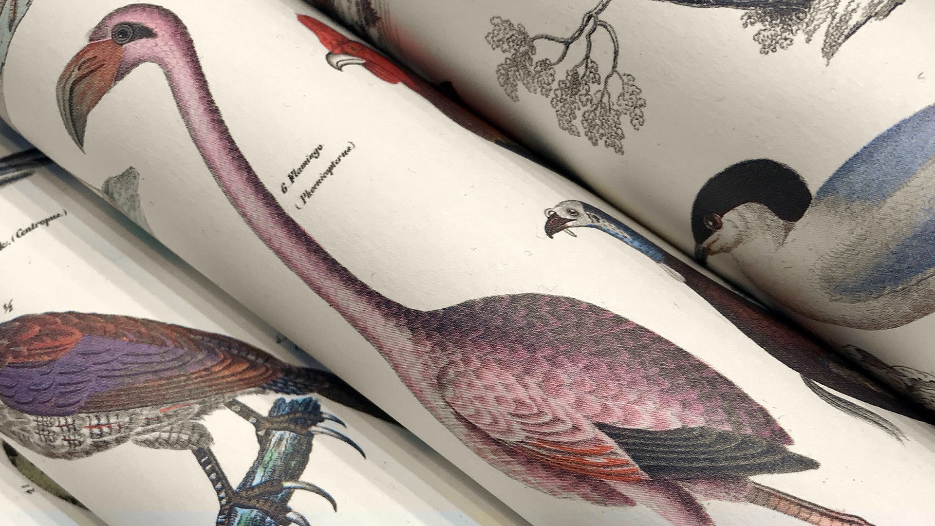 Gift Wrap and Creative Paper Book / Fauna