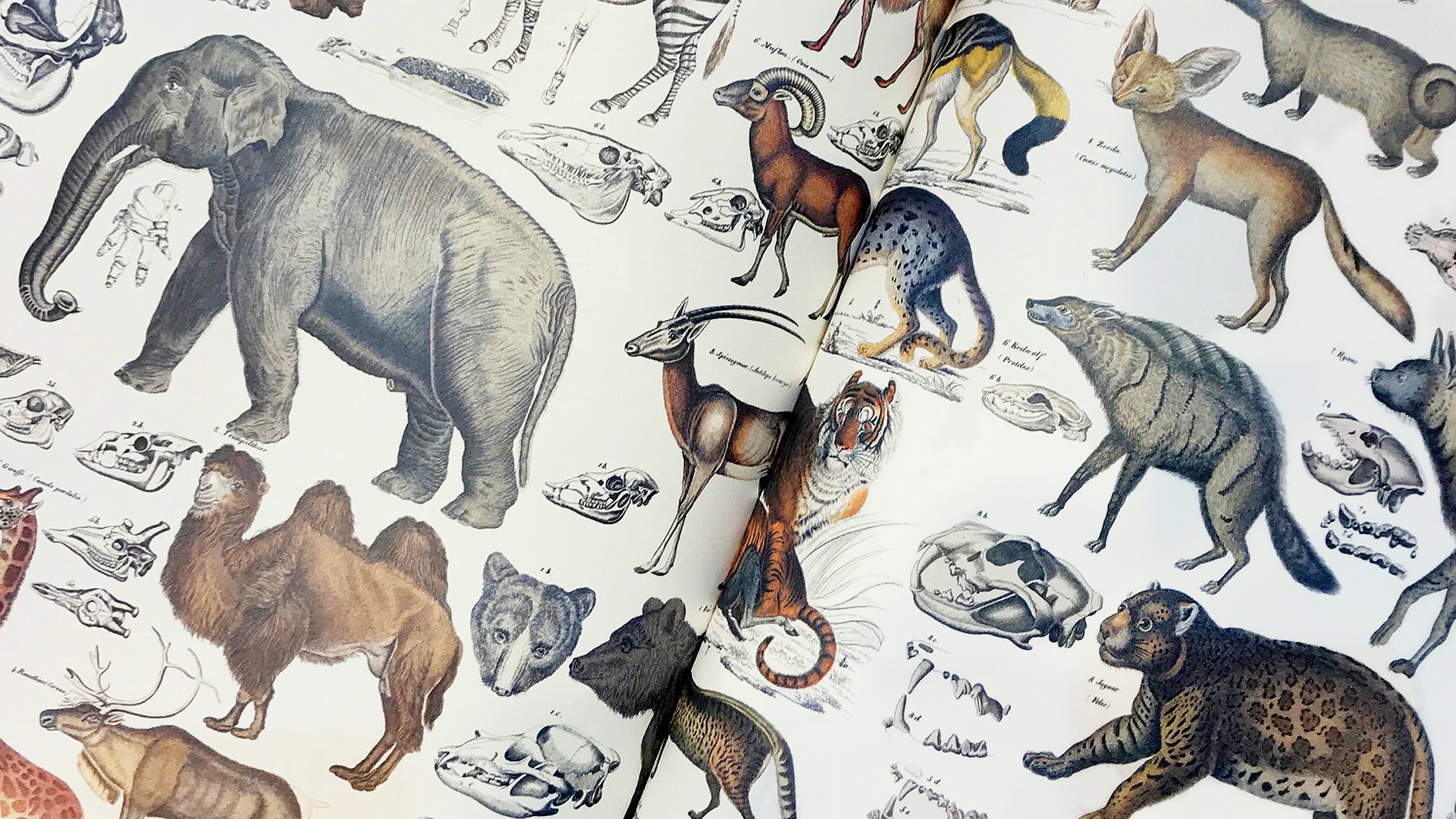 Gift Wrap and Creative Paper Book / Fauna