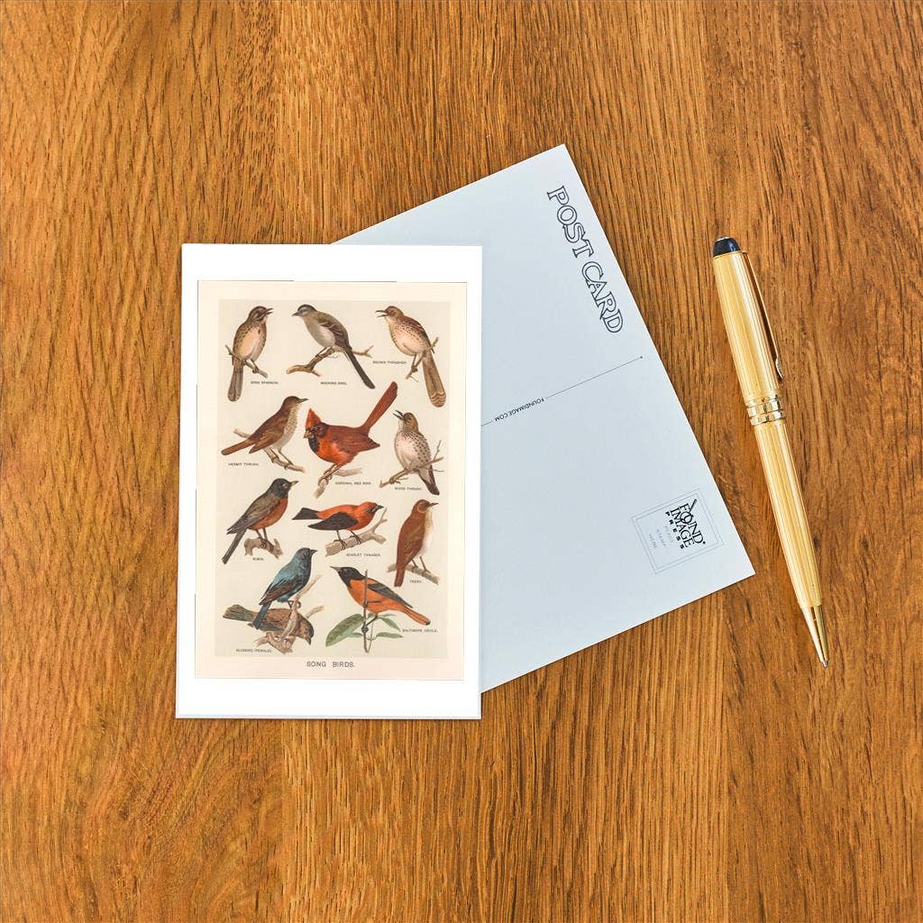 Songbirds Postcard