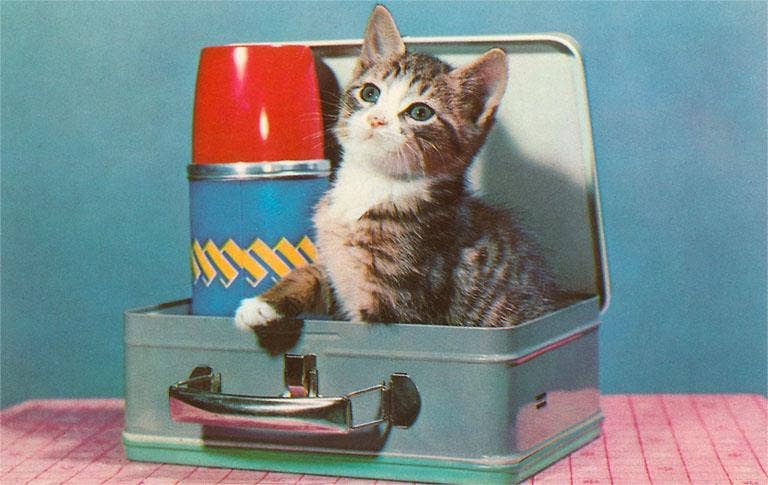 Kitten in a Lunchbox Postcard