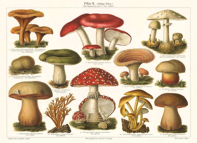 Varieties of Mushroom Postcard