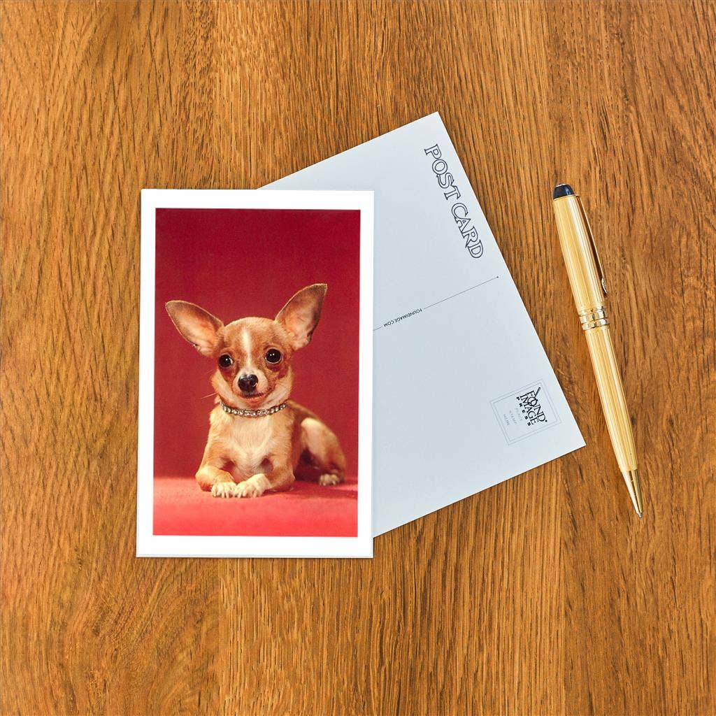 Chihuahua Postcard