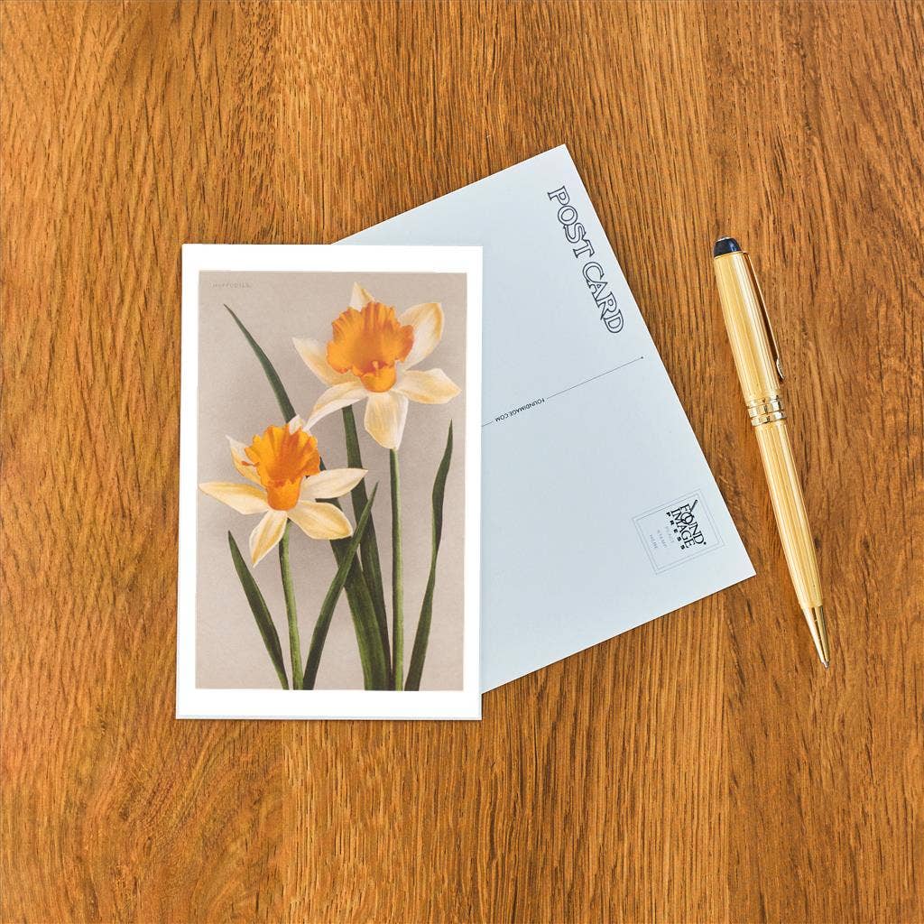 Daffodils Postcard