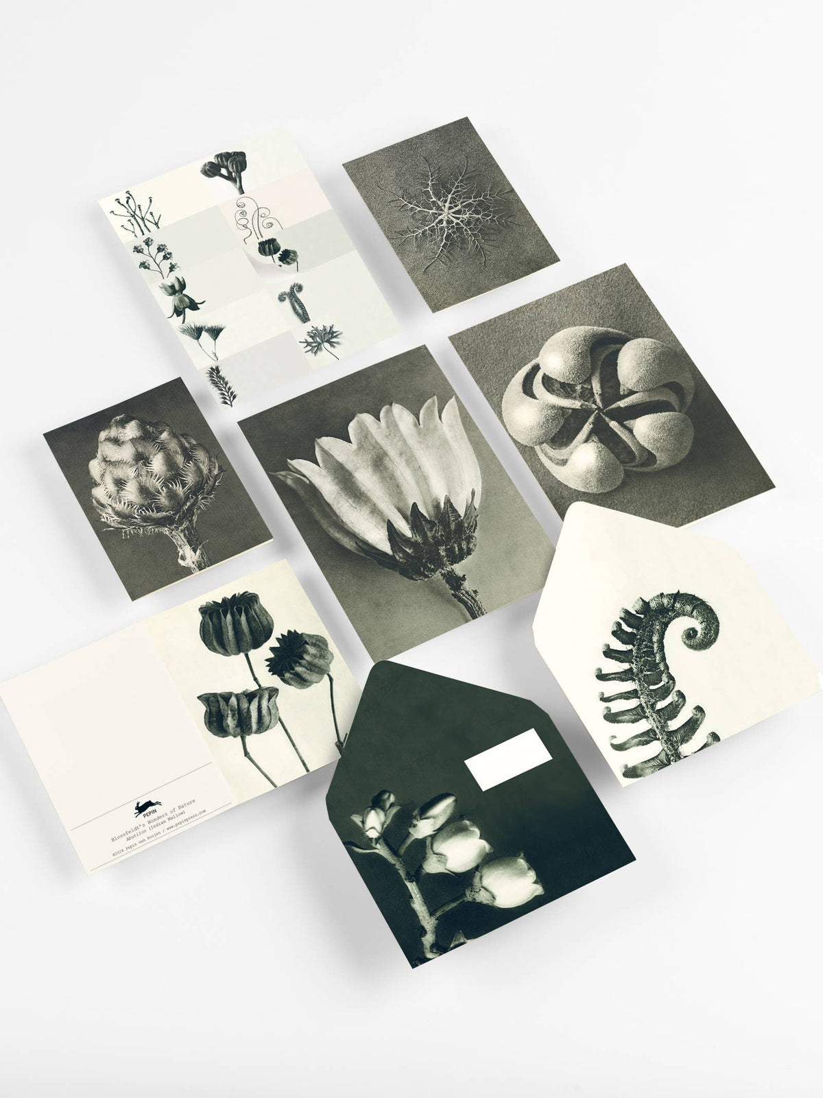 Wonders of Nature Correspondence Set