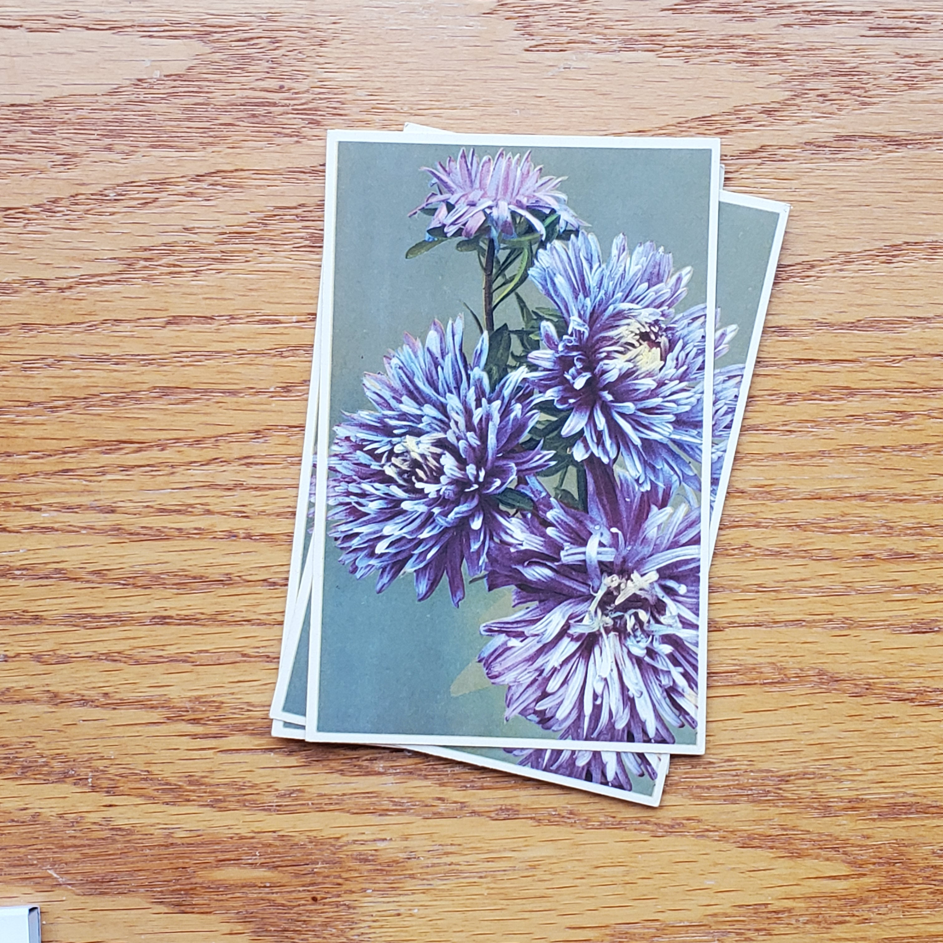 Floral Vintage E.D.B. Postcards