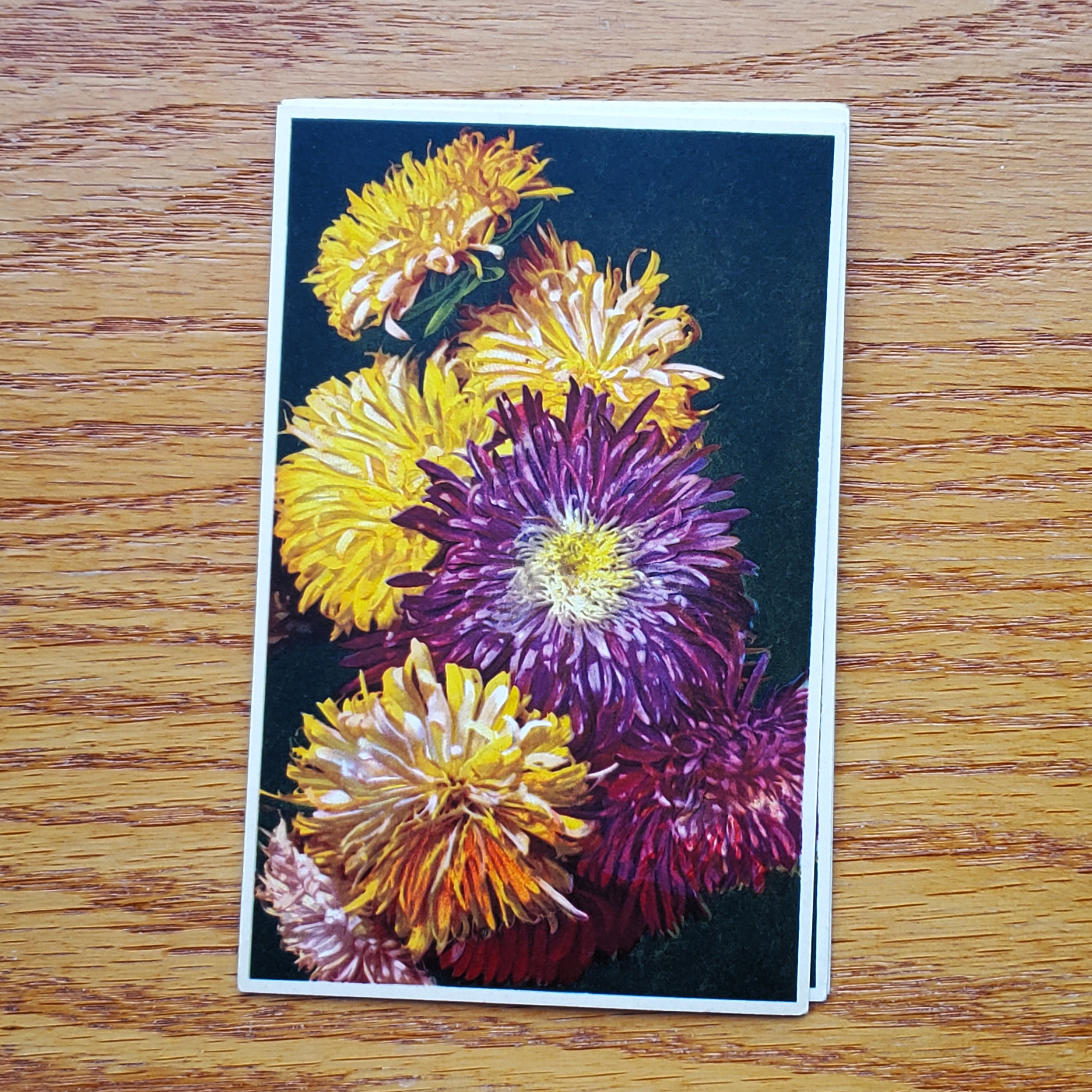 Floral Vintage E.D.B. Postcards