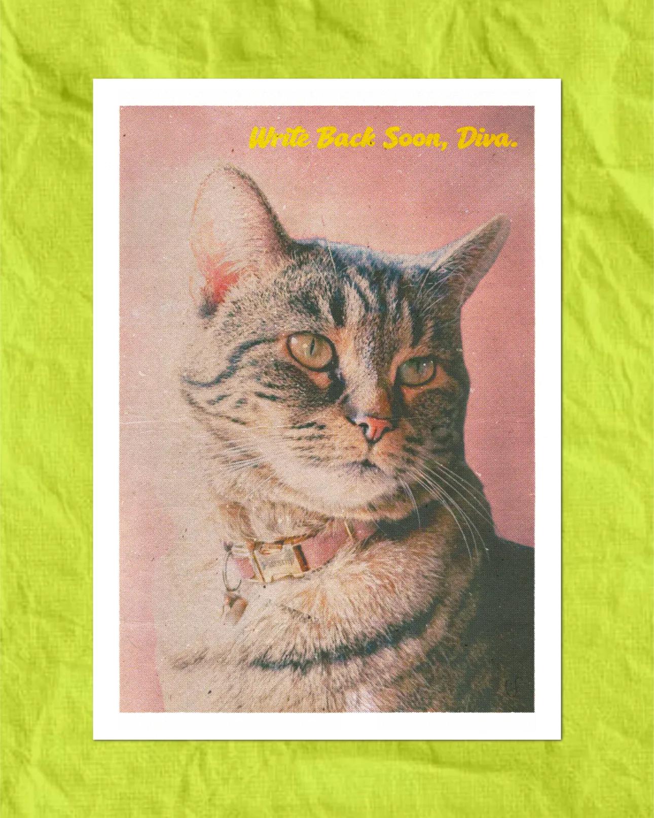 Parsnip Vintage Postcards / Pack of 4