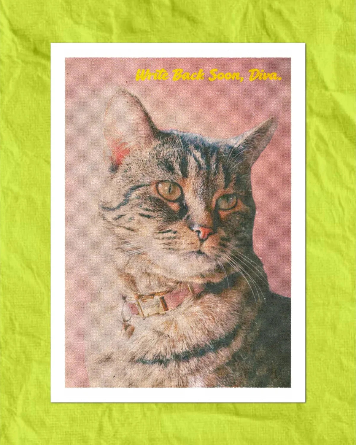 Write Back Soon Diva Parsnip Postcard
