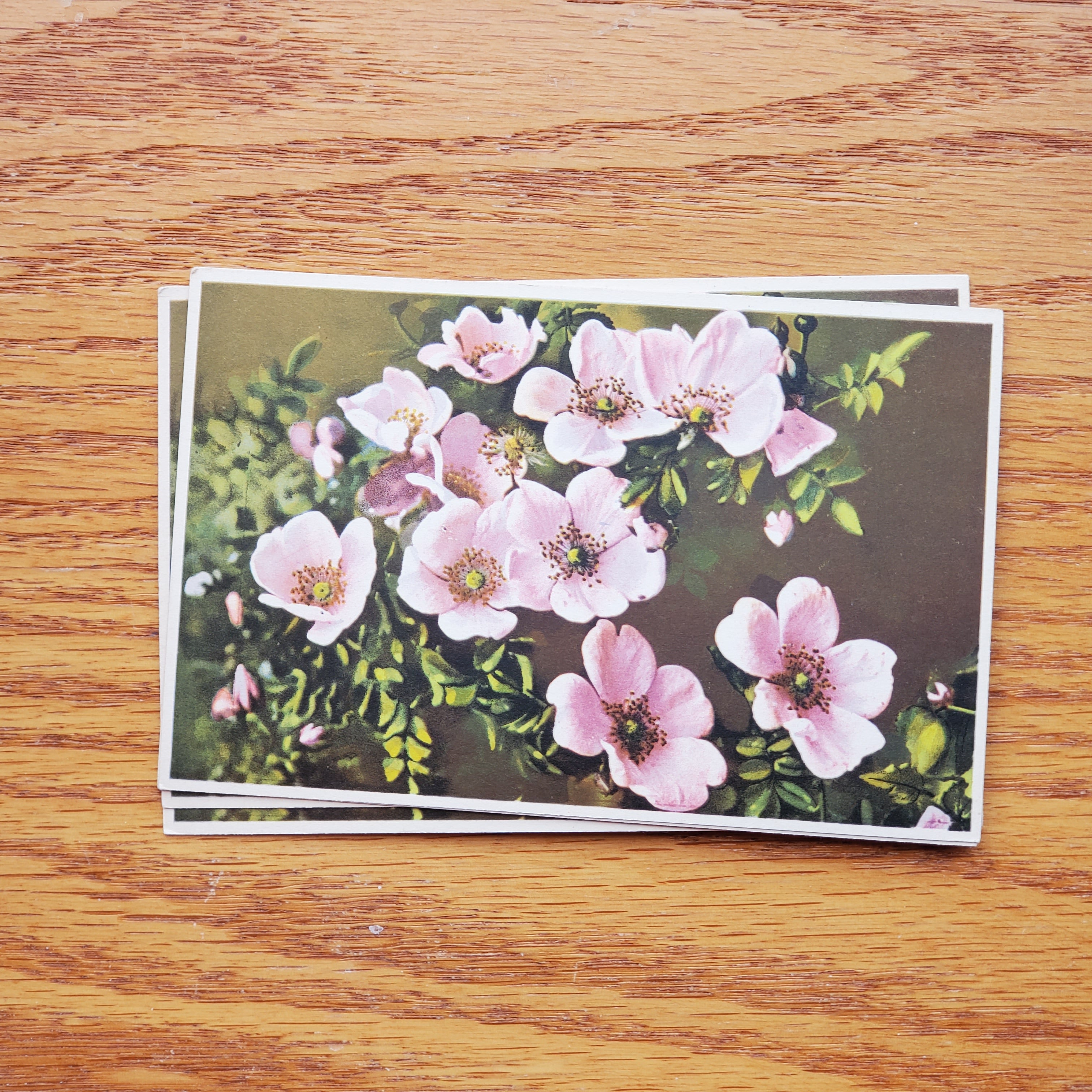 Floral Vintage E.D.B. Postcards