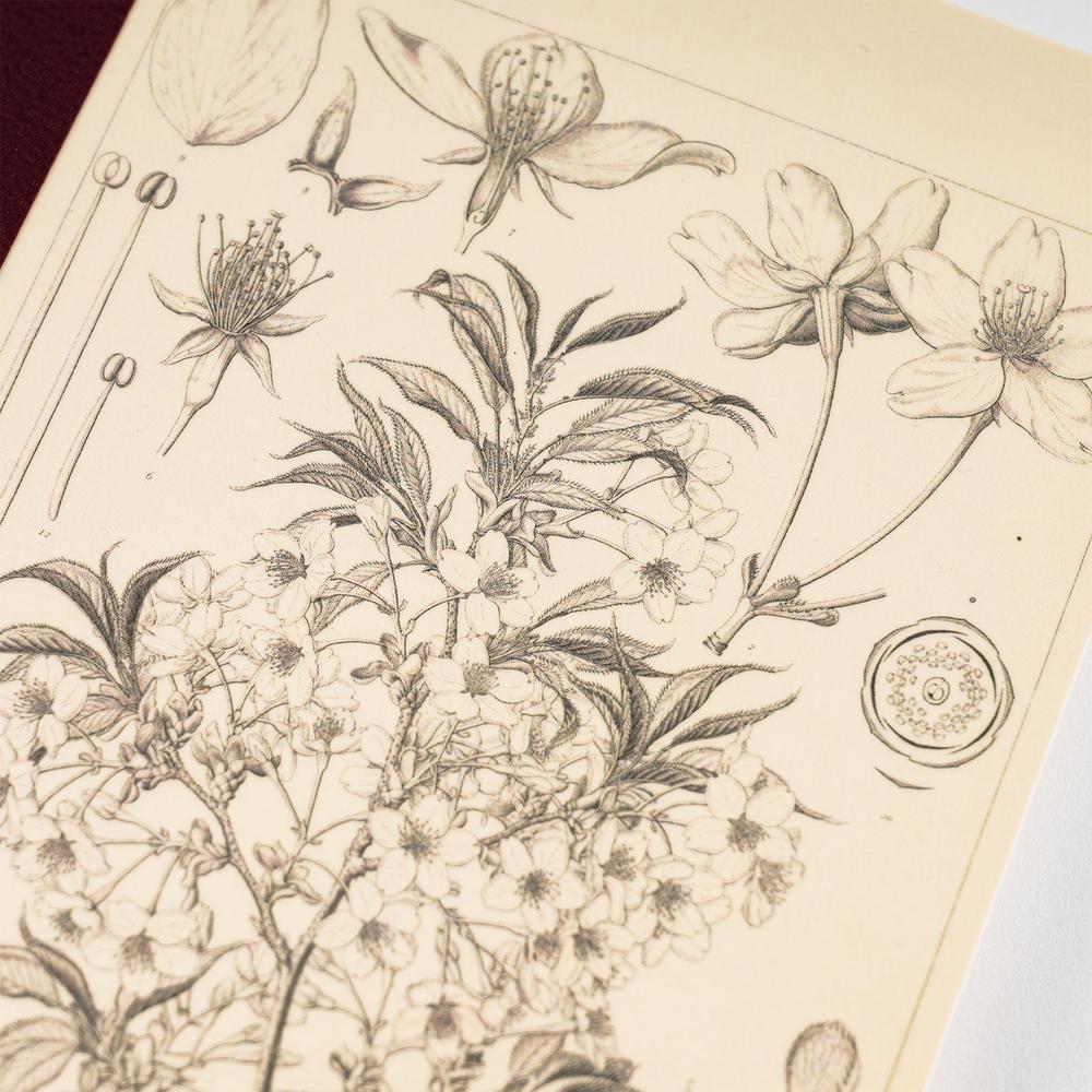 Hobonichi Techo / Tomitaro Makino: Hobonichi Graph Notebook (A5) - Yamazakura