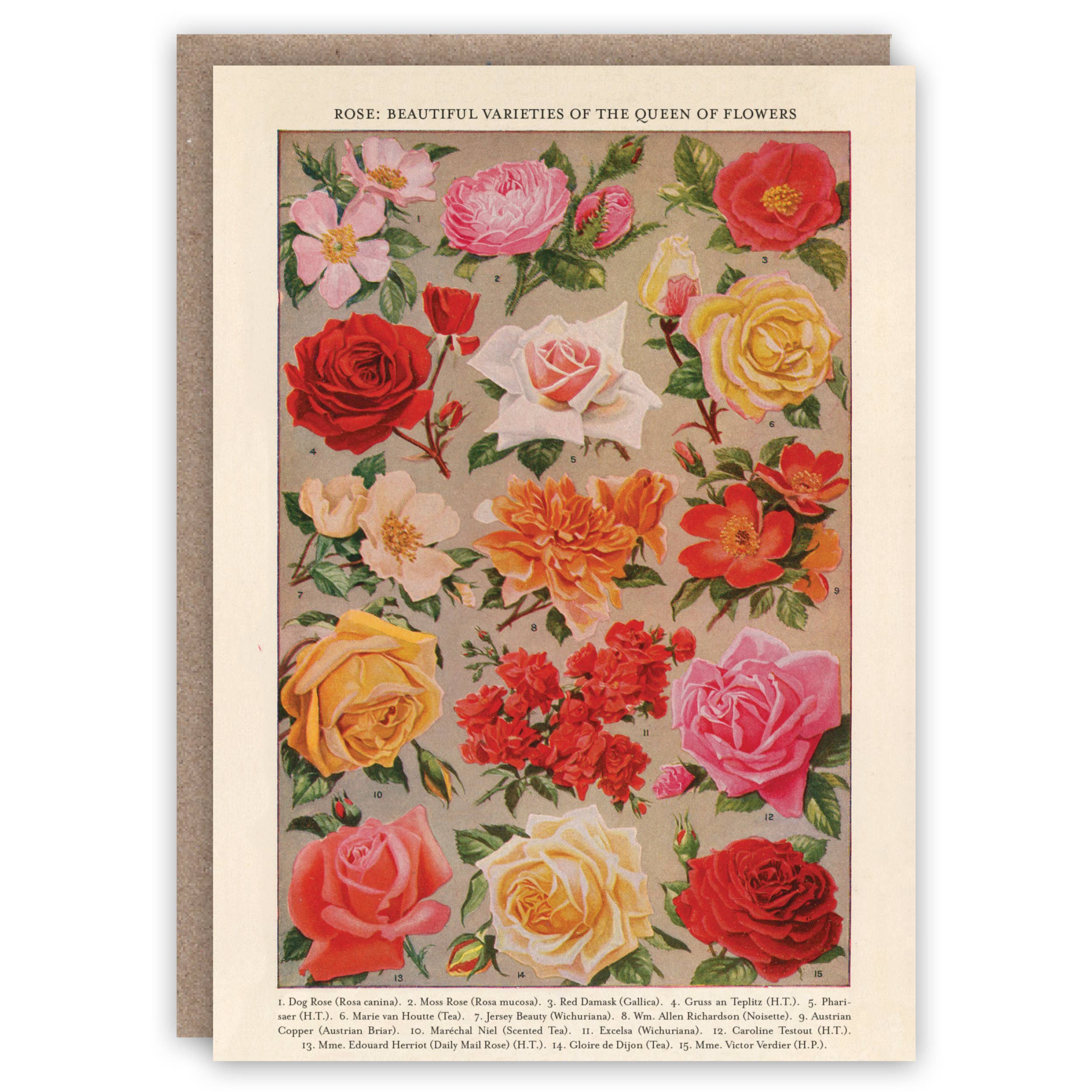 Roses greeting card